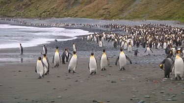 King penguins (Aptenodytes patagonicus) on the beach on Macquarie Island (AU)
