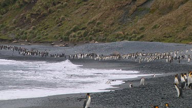 King penguins (Aptenodytes patagonicus) and royal penguins (Eudyptes schlegeli) on the beach on Macquarie Island (AU)