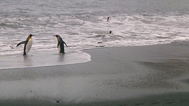 King penguins (Aptenodytes patagonicus) landing on the beach on Macquarie Island (AU)