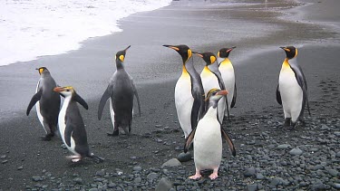 King penguins (Aptenodytes patagonicus) and royal penguins (Eudyptes schlegeli) on the beach on Macquarie Island (AU)