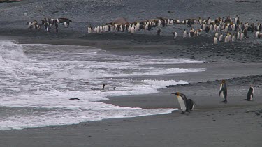 King penguins (Aptenodytes patagonicus) and royal penguins (Eudyptes schlegeli) walking into and out of the ocean on Macquarie Island (AU)
