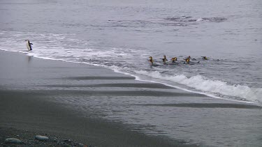 King penguins (Aptenodytes patagonicus) landing on the beach on Macquarie Island (AU)