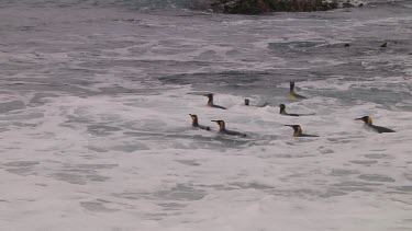 King penguins (Aptenodytes patagonicus) landing on the beach on Macquarie Island (AU)
