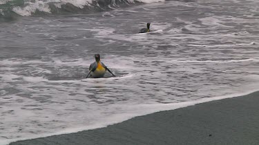 King penguins (Aptenodytes patagonicus) landing on the beach on Macquarie Island (AU)
