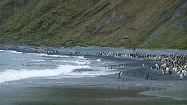Royal penguins (Eudyptes schlegeli) landing on the beach of Macquarie Island (AU)