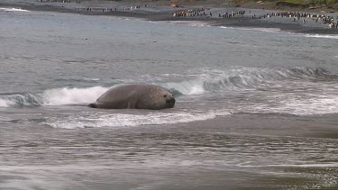 Elephant seal (Mirounga leonina) landing on the beach on Macquarie Island (AU)