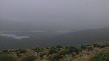 Wind and mist on Campbell Island (NZ)