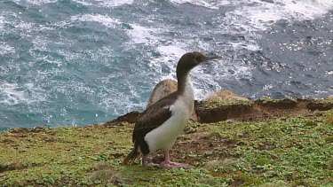 New Zealand Cormorant