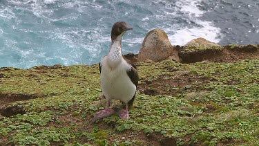 New Zealand Cormorant