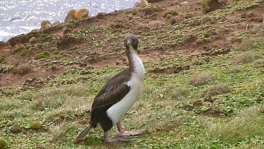 New Zealand Cormorant