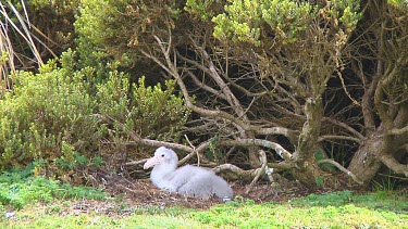 Chick of a nothern giant petrel (Macronectes halli) on its nest on Enderby Island (NZ)