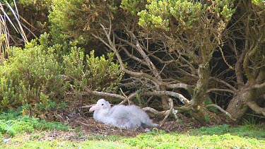 Chick of a nothern giant petrel (Macronectes halli) on its nest on Enderby Island (NZ)