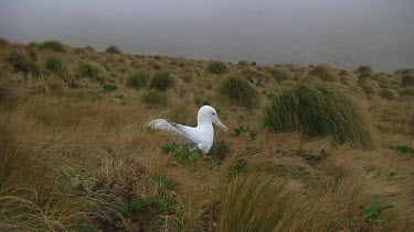 Southern royal albotross (Diomedea epomophora) sitting on its nest on Campbell Island (NZ)