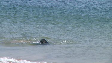 Hooker or New Zealand sea lions (Phocarctos hookeri) playing on Enderby Island (NZ)