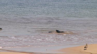 Hooker or New Zealand sea lions (Phocarctos hookeri) playing on Enderby Island (NZ)