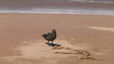 Brown skua (Stercorarius lonnbergi) feeding on scraps on Enderby Island (NZ)