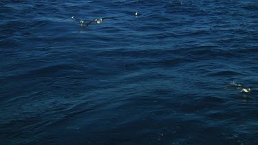 Slow motion of Chatham Island albatross  (Thalassarche eremita) at a feeding location near the Chatham Islands (NZ)