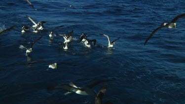 Slow motion of Chatham Island albatross  (Thalassarche eremita) at a feeding location near the Chatham Islands (NZ)