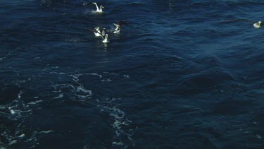 Slow motion of Chatham Island albatross (Thalassarche eremita) flying  near the Chatham Islands (NZ)