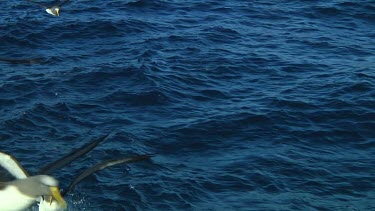 Slow motion of Chatham Island albatross (Thalassarche eremita) flying  near the Chatham Islands (NZ)