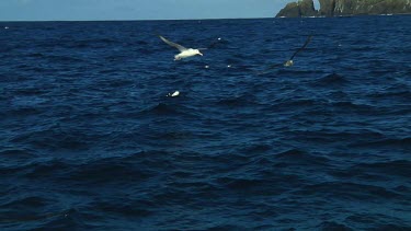 Slow motion of Northern royal albatross (Diomedea sanfordi) flying  near the Chatham Islands (NZ)