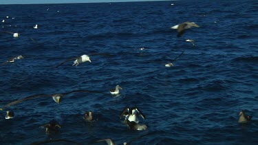 Slow motion of Northern royal albatross (Diomedea sanfordi) flying  near the Chatham Islands (NZ)