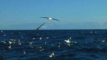 Slow motion of Northern royal albatross (Diomedea sanfordi) flying  near the Chatham Islands (NZ)