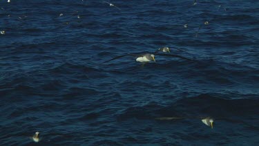 Slow motion of Chatham Island albatross (Thalassarche eremita) flying  near the Chatham Islands (NZ)