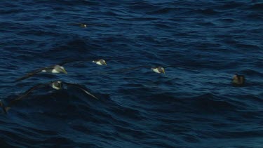 Slow motion of Chatham Island albatross (Thalassarche eremita) flying  near the Chatham Islands (NZ)