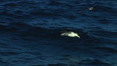 Slow motion of Northern royal albatross (Diomedea sanfordi) flying  near the Chatham Islands (NZ)