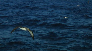 Slow motion of Chatham Island albatross (Thalassarche eremita) flying  near the Chatham Islands (NZ)