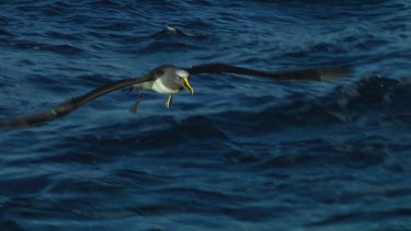 Slow motion of Chatham Island albatross (Thalassarche eremita) flying  near the Chatham Islands (NZ)