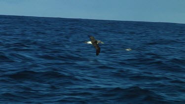 Slow motion of Chatham Island albatross (Thalassarche eremita) flying  near the Chatham Islands (NZ)