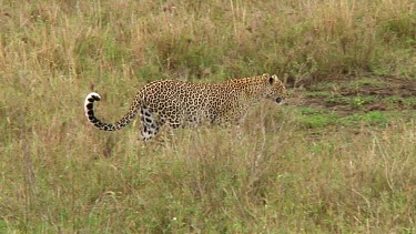 Leopard in Serengeti NP, Tanzania