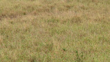 Leopard in Serengeti NP, Tanzania