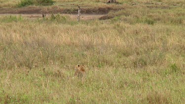 Leopard in Serengeti NP, Tanzania