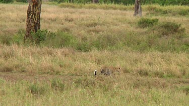 Leopard in Serengeti NP, Tanzania