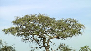 Leopard in Serengeti NP, Tanzania