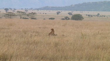 Cheetah in Serengeti NP, Tanzania