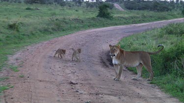 Lion cubs in Serengeti NP, Tanzania