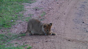 Lion cubs in Serengeti NP, Tanzania