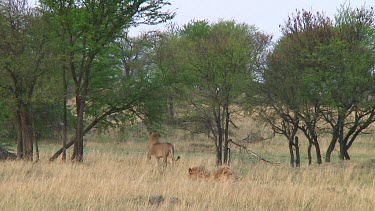 Lions in Serengeti NP, Tanzania