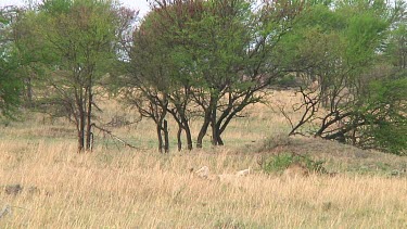 Lions in Serengeti NP, Tanzania