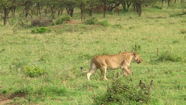 Lioness in Serengeti NP, Tanzania