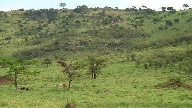 Lioness with cibs in Serengeti NP, Tanzania