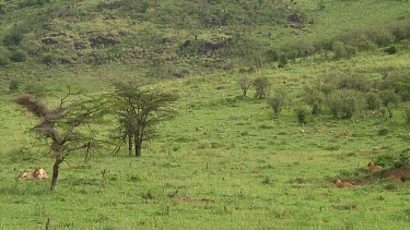 Lioness with cibs in Serengeti NP, Tanzania