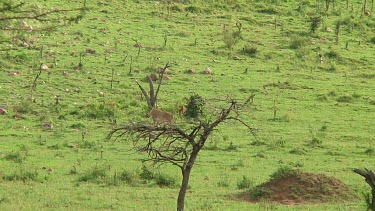 Lioness with cibs in Serengeti NP, Tanzania