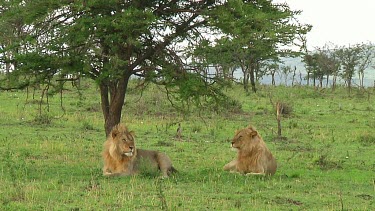 Lion in Serengeti NP, Tanzania