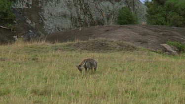 Spotted hyena in Serengeti NP, Tanzania