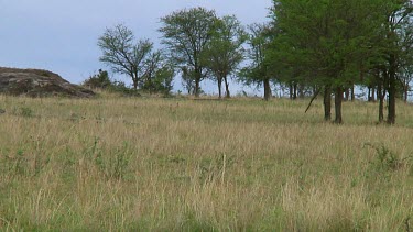 Spotted hyena in Serengeti NP, Tanzania